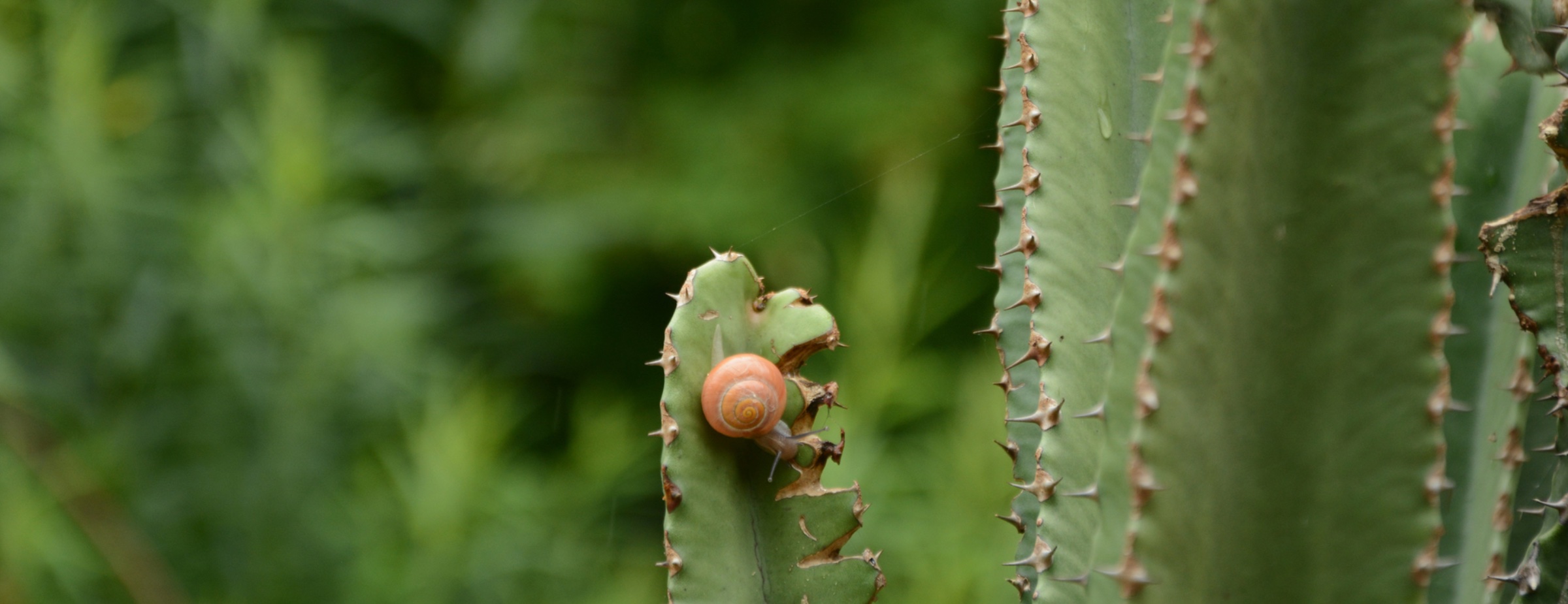 enteteaccueilouranos23-