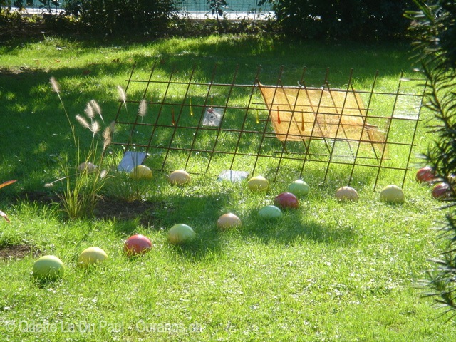 dsc00009 watermarked