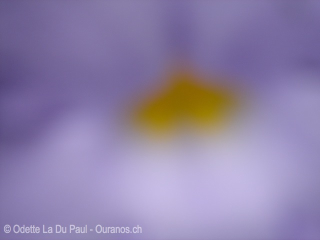 coeurflou watermarked