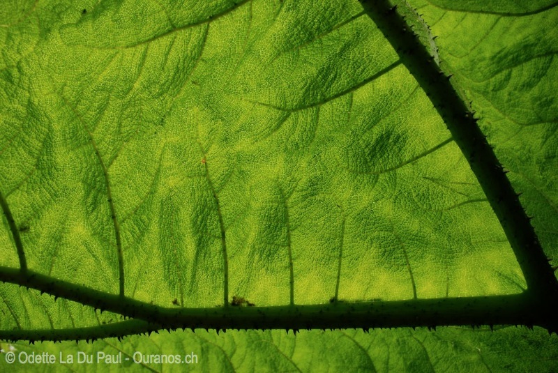 ecosse-10 watermarked