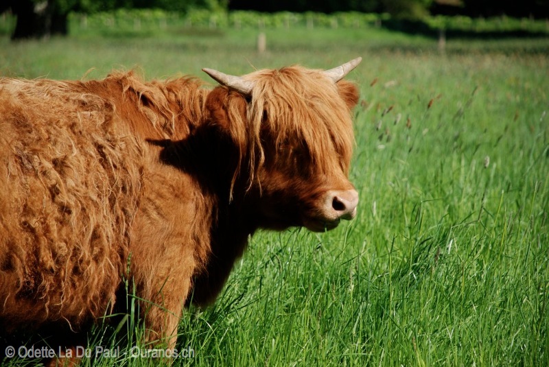 ecosse-25 watermarked