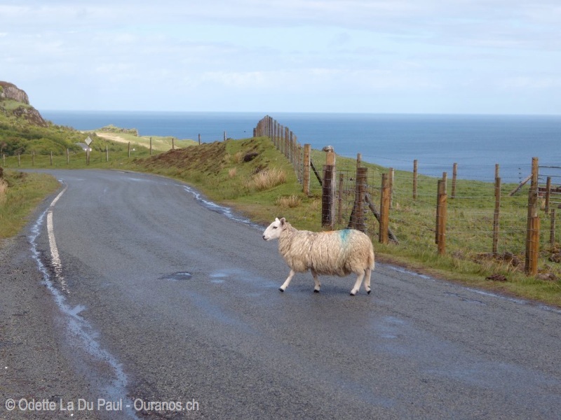ecosse-34 watermarked