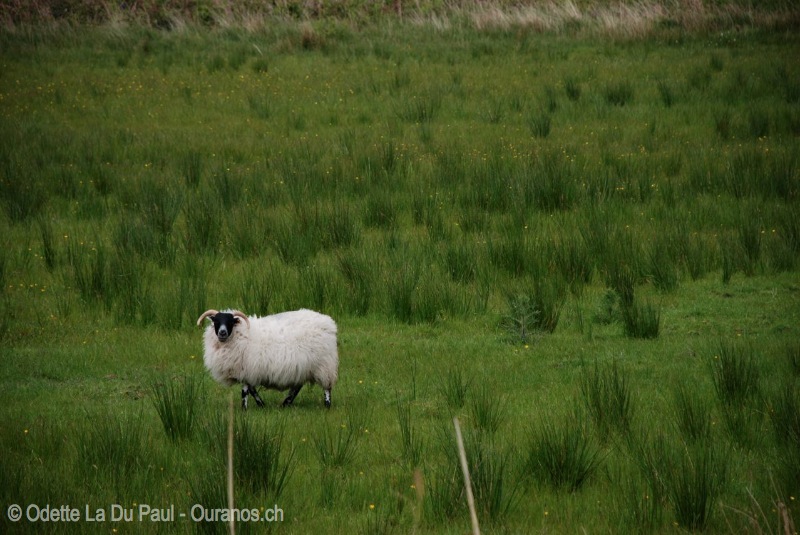 ecosse-7 watermarked
