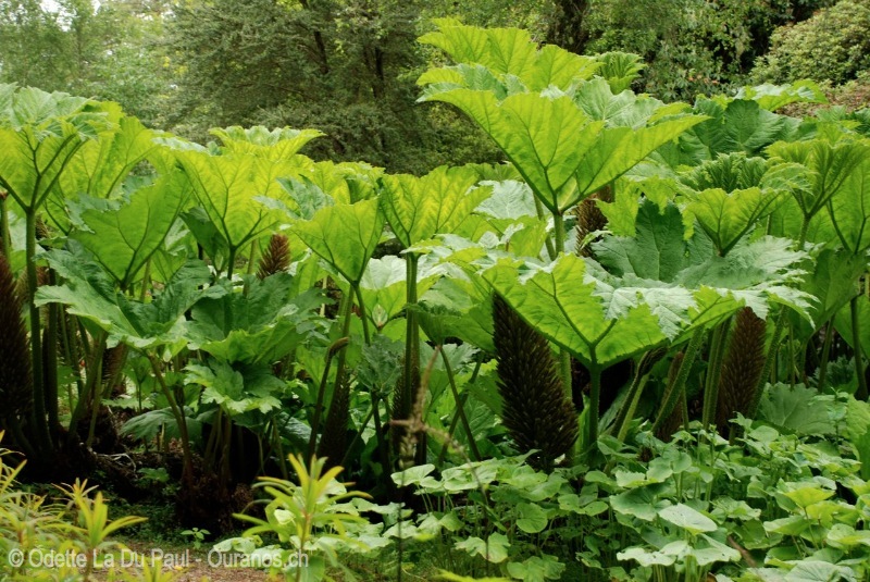 ecosse-9 watermarked