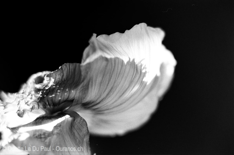 watermarked