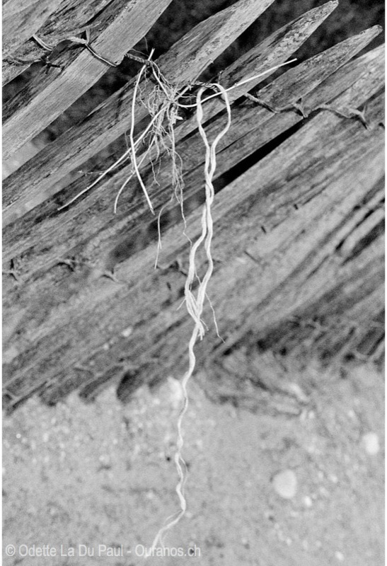 Image020 20 2 watermarked