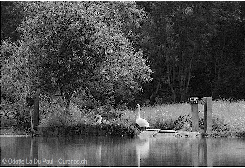 favnb-5 watermarked