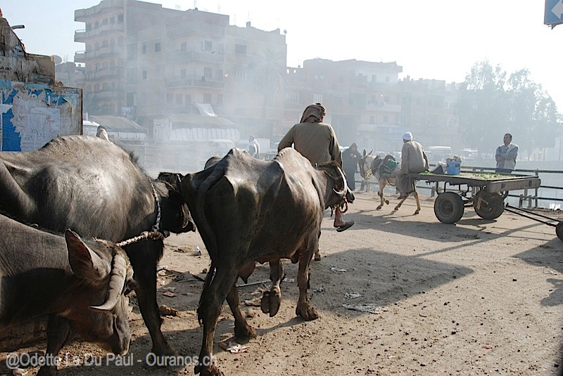 egypt-