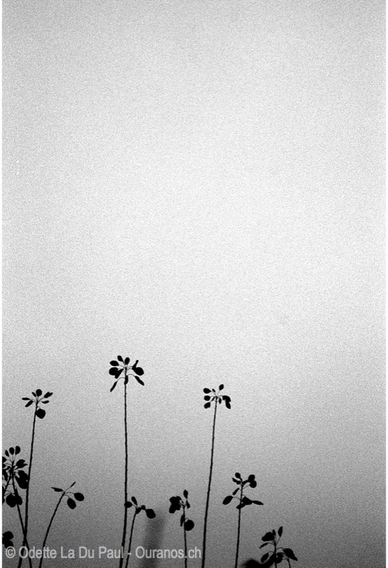 Image015 15 watermarked