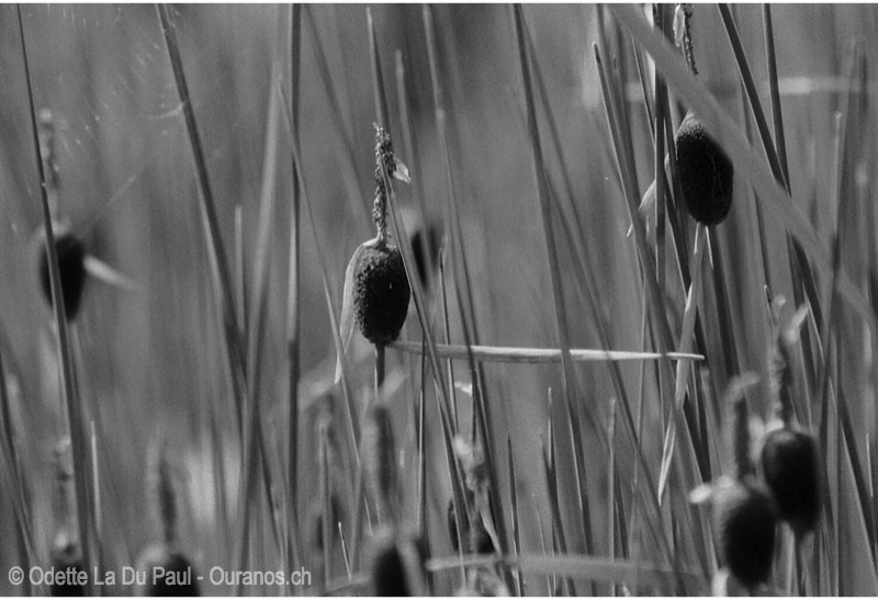 Image033 33 watermarked
