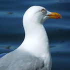 poesiegabbiano
